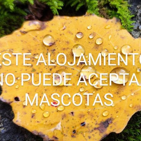 贝纳斯克Pleta Del Mon Atico公寓 外观 照片